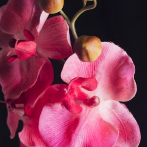 Elegante Orchidee